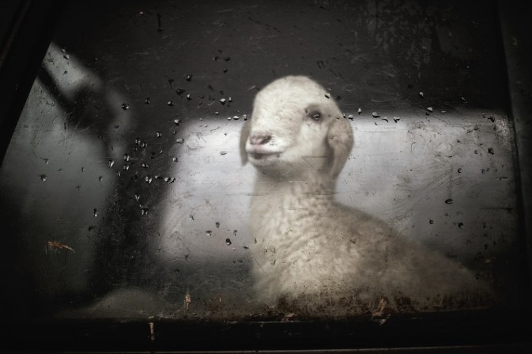 Sheep Lamb Foggy Windshield and windows defog my windshiel